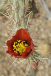 Cactus Bloom #1