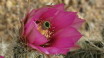 Cacti Bloom Saguaro National Park