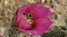 Cactus Bloom #2