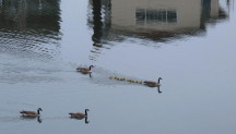 Geese Family at Floating Community