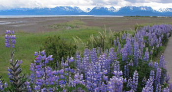 Homer lupine - a future painting?