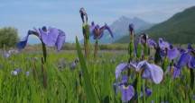 The Iris field near Wasilla
