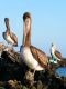 Pelicans and boobie  in GalapagosPelicans and boobie in Galapagos Islands, Ecuador
