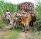 Hauling sugar cane in the Dominican Republic