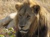 Lion resting in Moremie National Park in Botswana