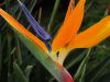 Bird of Paradise along the Garden Route in South Africa