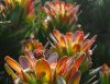 Protea blooms south of Cape Town, the state flower of South Africa