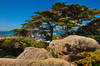 Point Lobos 04