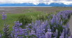 Lupine in Homer