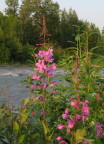Early  Blooms of Fireweed Near Eagle River